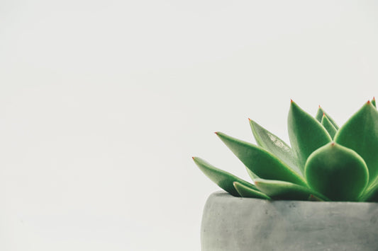 Transform Your Home Office into a Zen Space - Dream Buzz